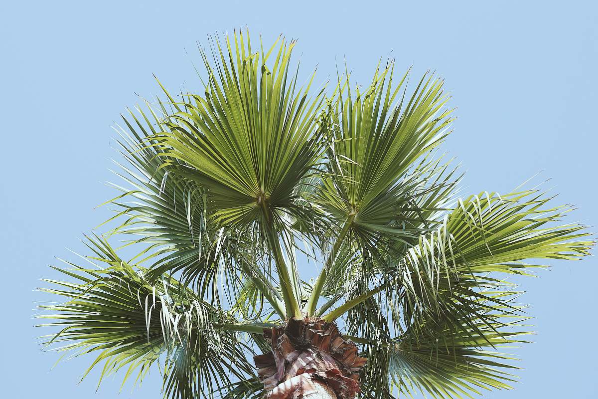palm tree man's eye view of tree arecaceae